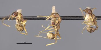 Media type: image;   Entomology 20615 Aspect: habitus lateral view 3